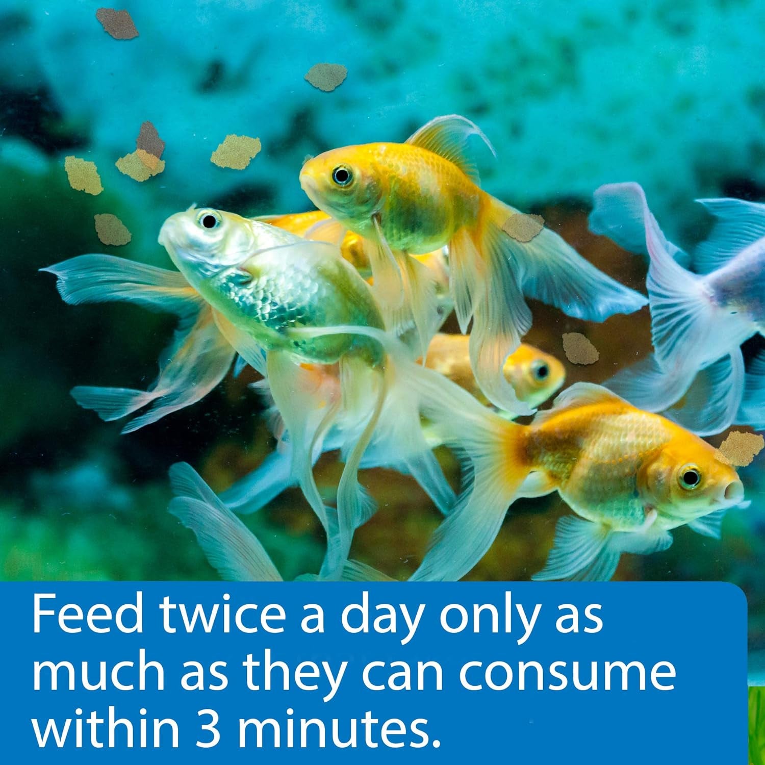 GOLDFISH FLAKES Fish Food 5.7-Ounce Container