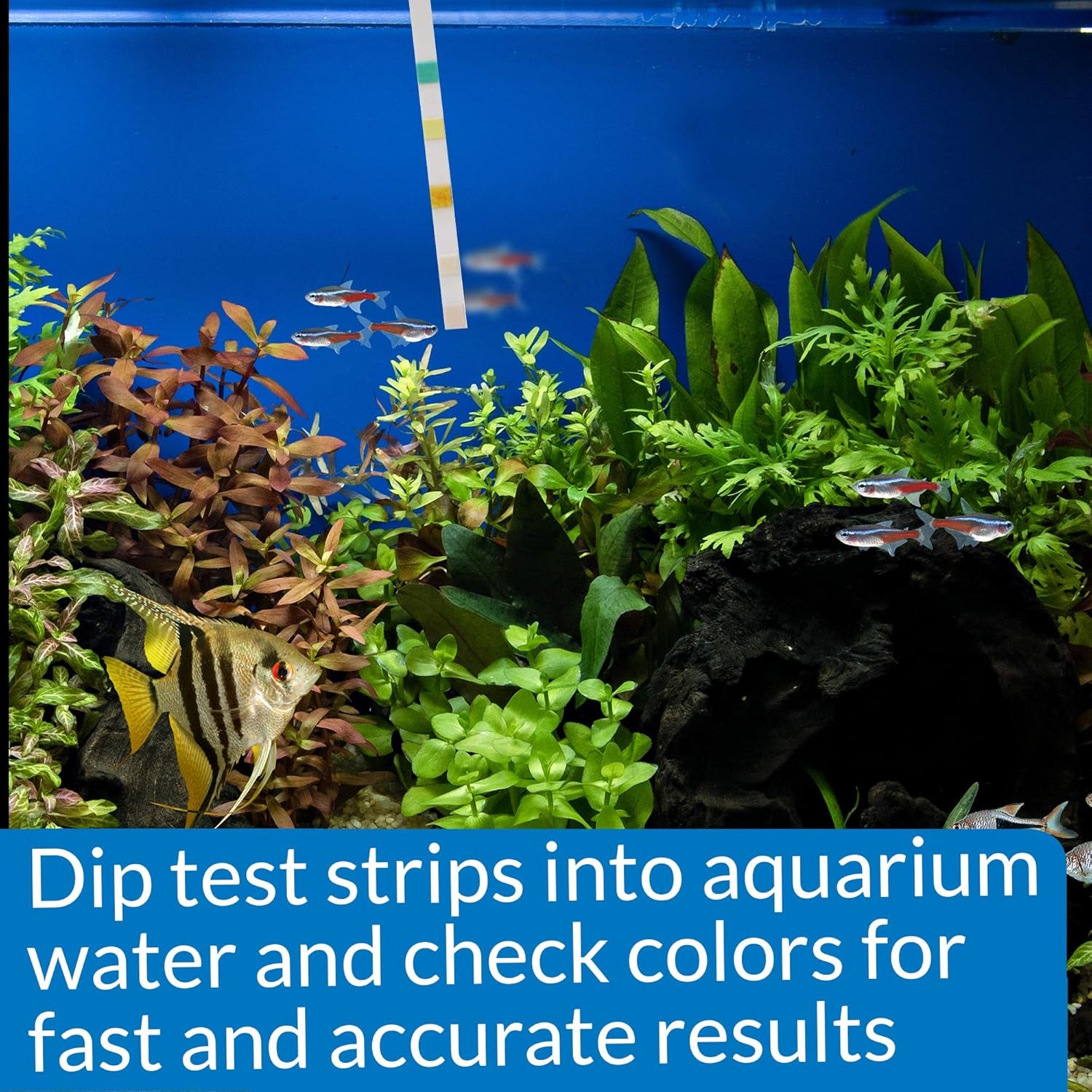 5-IN-1 TEST STRIPS Freshwater and Saltwater Aquarium Test Strips 100-Count Box