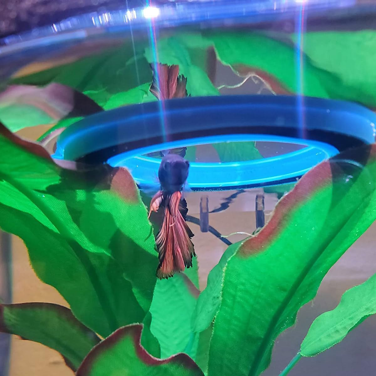 Fish Feeding Ring Floating Food Feeder Circle with Suction Cup Easy to Install Aquarium (Round)